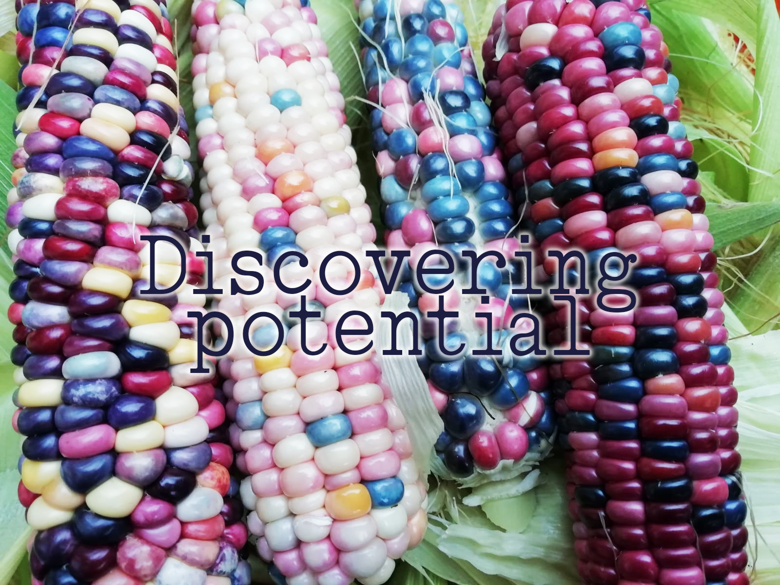 Brightly coloured corn