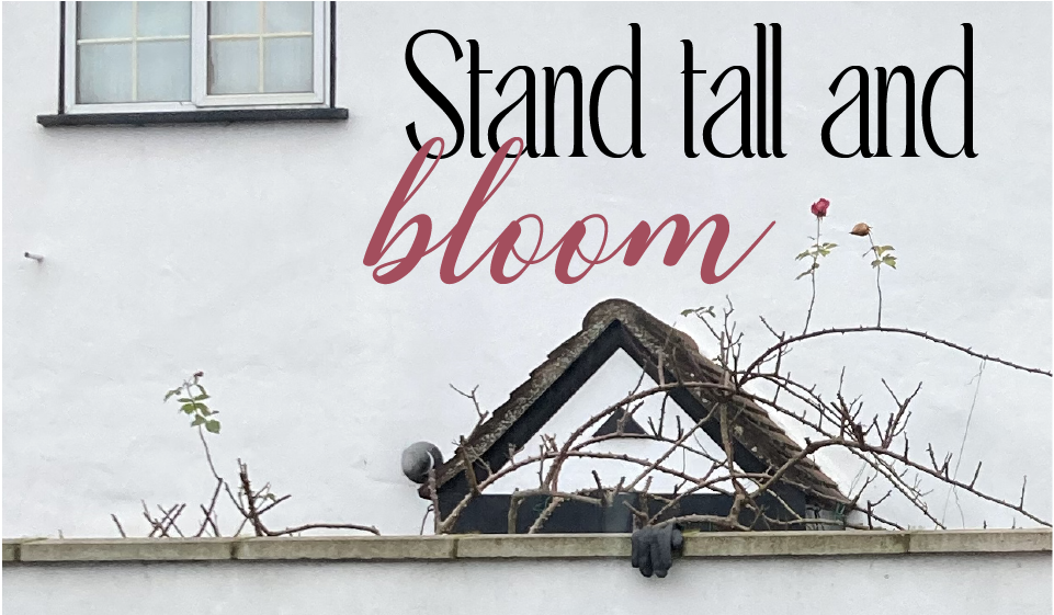 Two flowers growing over a wall